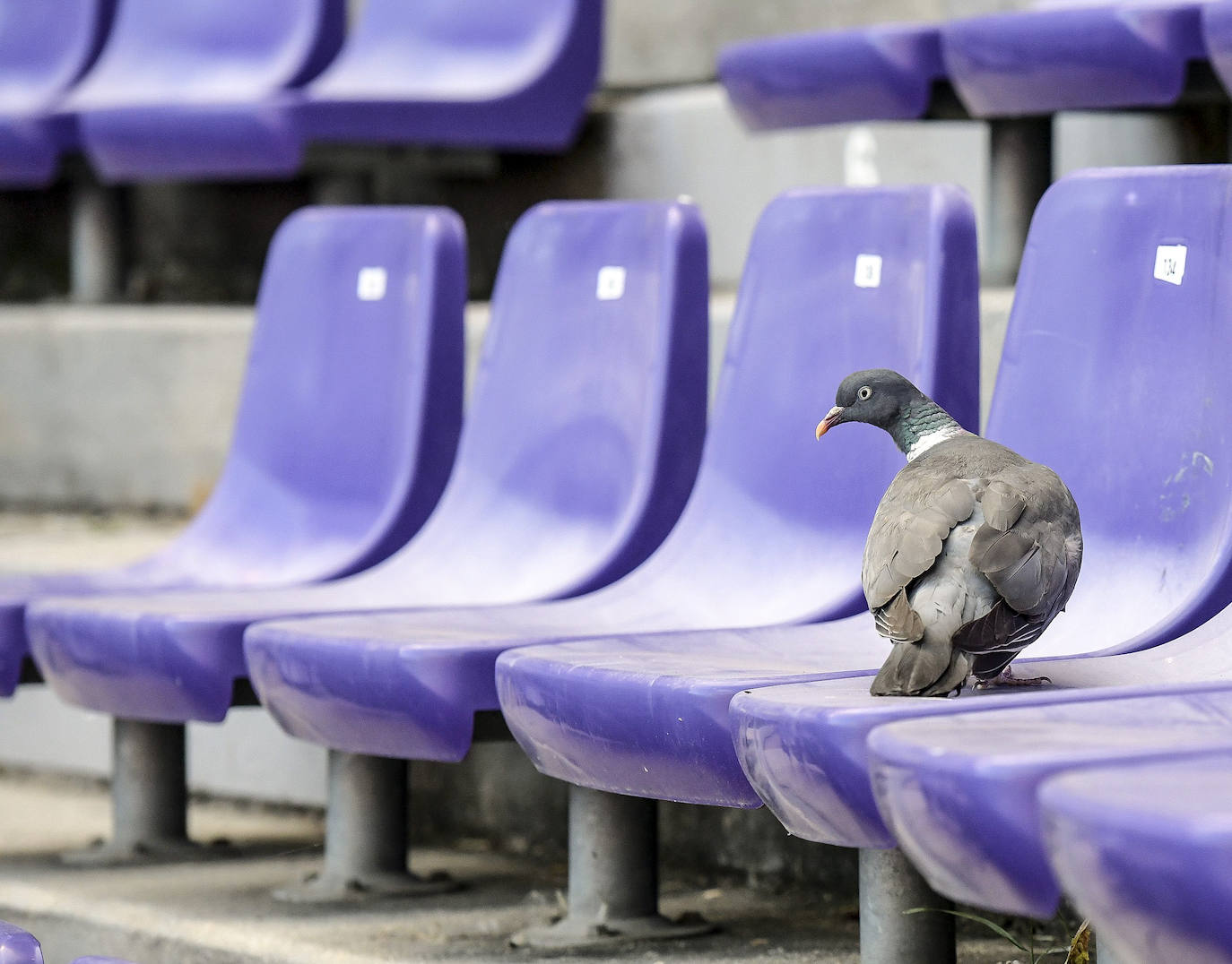 Fotos: Las fotos del Valladolid - Alavés