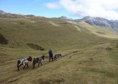 Imagen secundaria 1 - Senderismo a lomos de un burro y cata de Idiazabal
