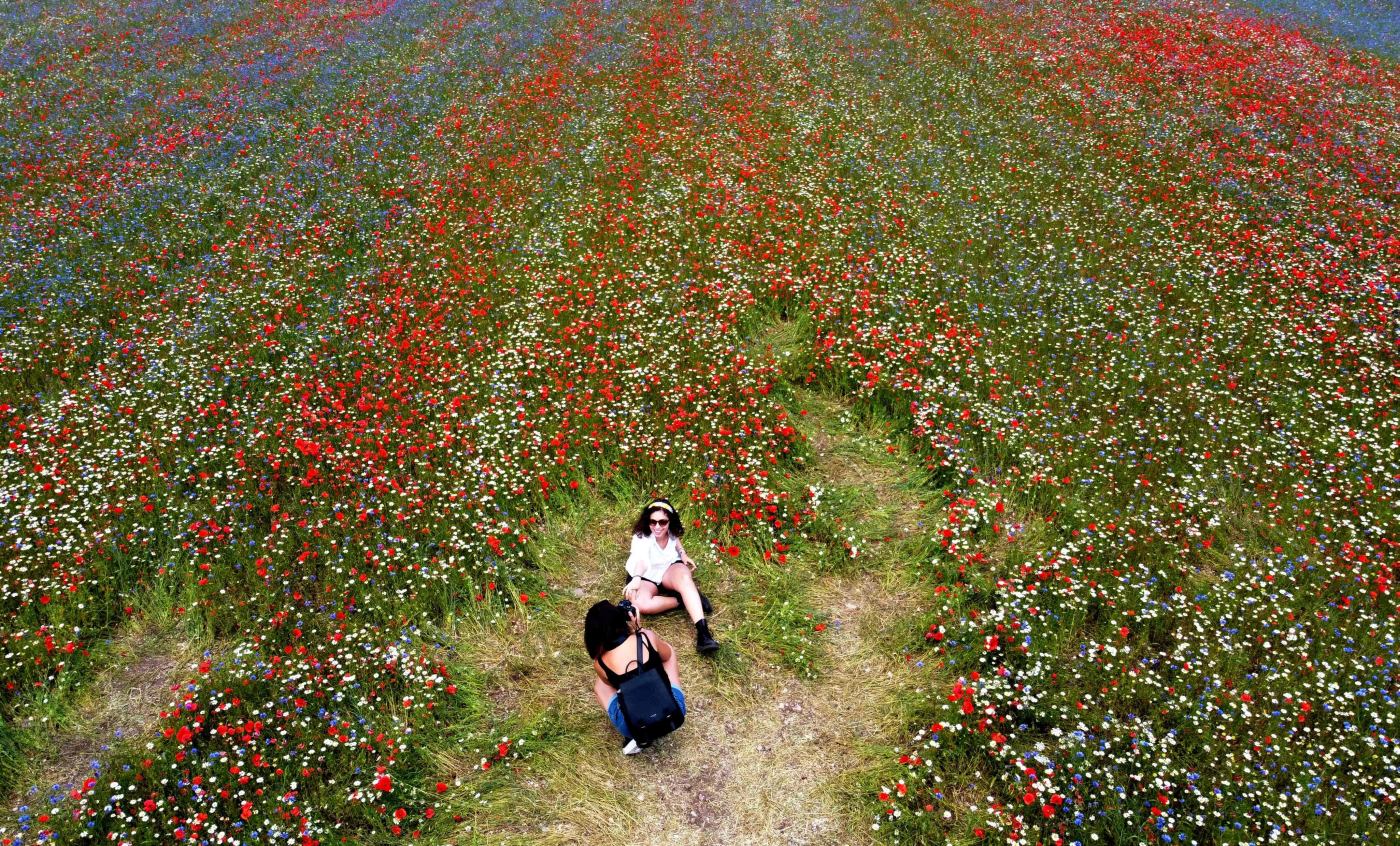 Personas tomando fotos de sí mismas mientras caminan en medio de florecientes campos de lentejas y flores de amapola cerca de Castelluccio, un pequeño pueblo en la región central de Italia en Umbría. 