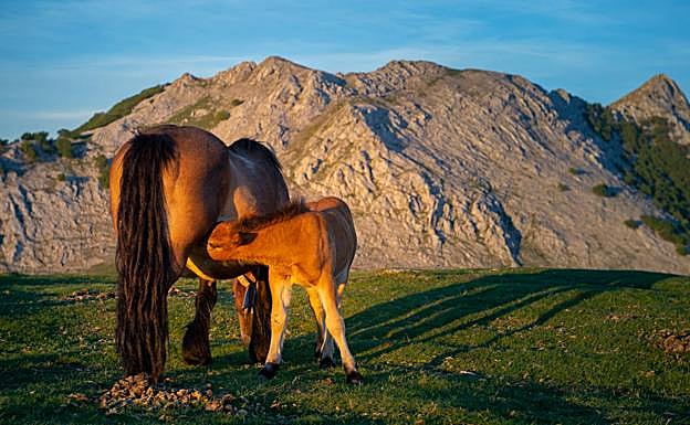 Una yegua amamanta a su potro en las praderas de Urkiolamendi.
