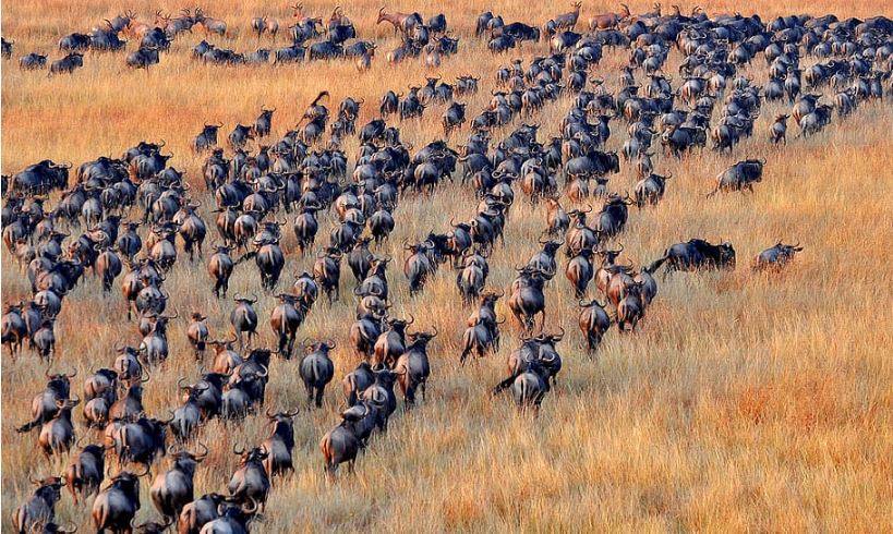 11.- Gran migración en el Serengeti (Tanzania) | Es uno de los fenómenos naturales más espectaculares del mundo: cada año, grandes manadas atraviesan la sabana del este de África. 