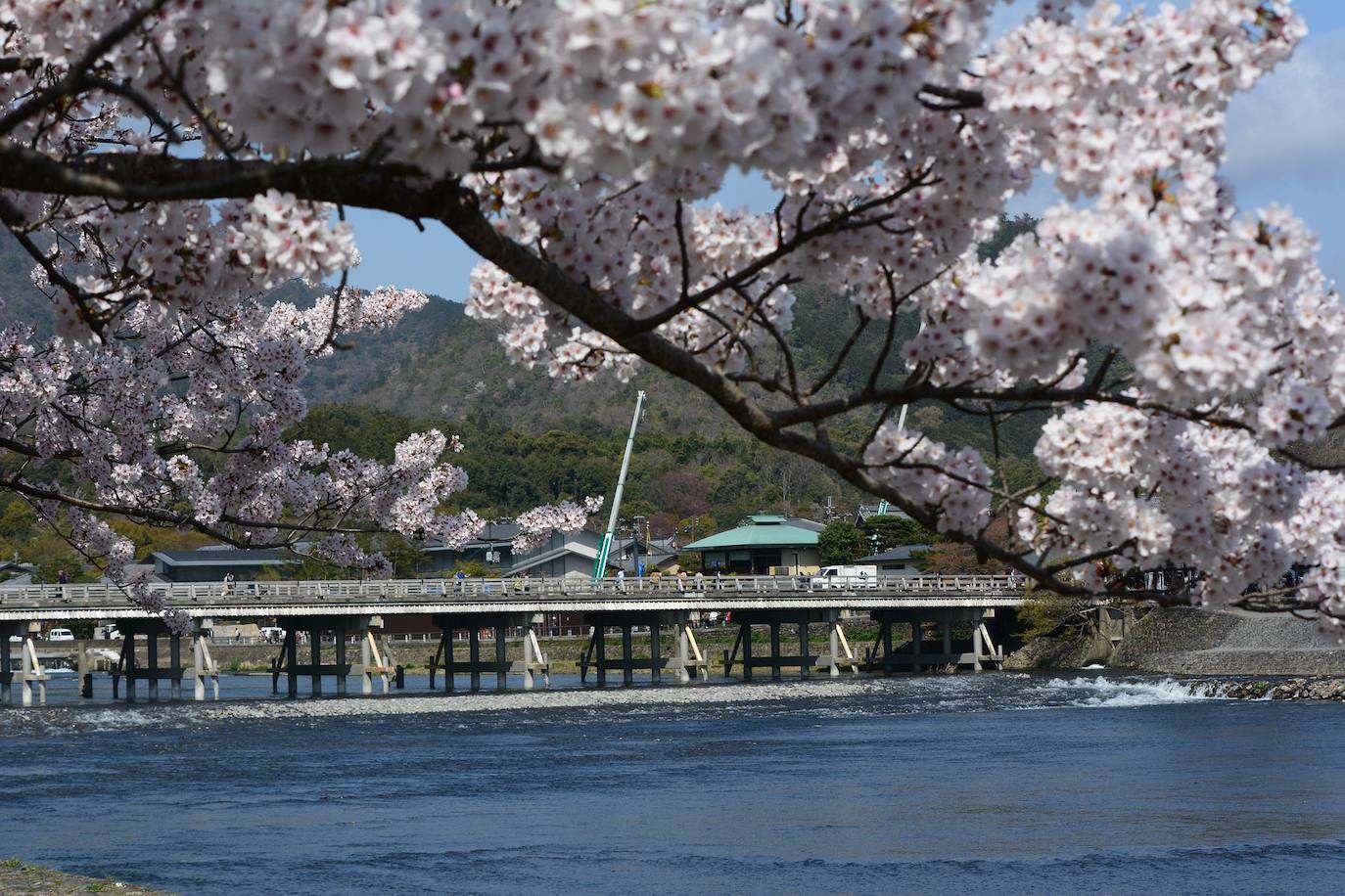 5.- Hanami o floración de los cerezos (Japón) | Este árbol es absolutamente sagrado en la cultura nipona y está presente en todo jardín que se precie. Durante su floración, los japoneses celebran el hanami, un ritual pagano consistente en organizar picnics bajo su sombra. 