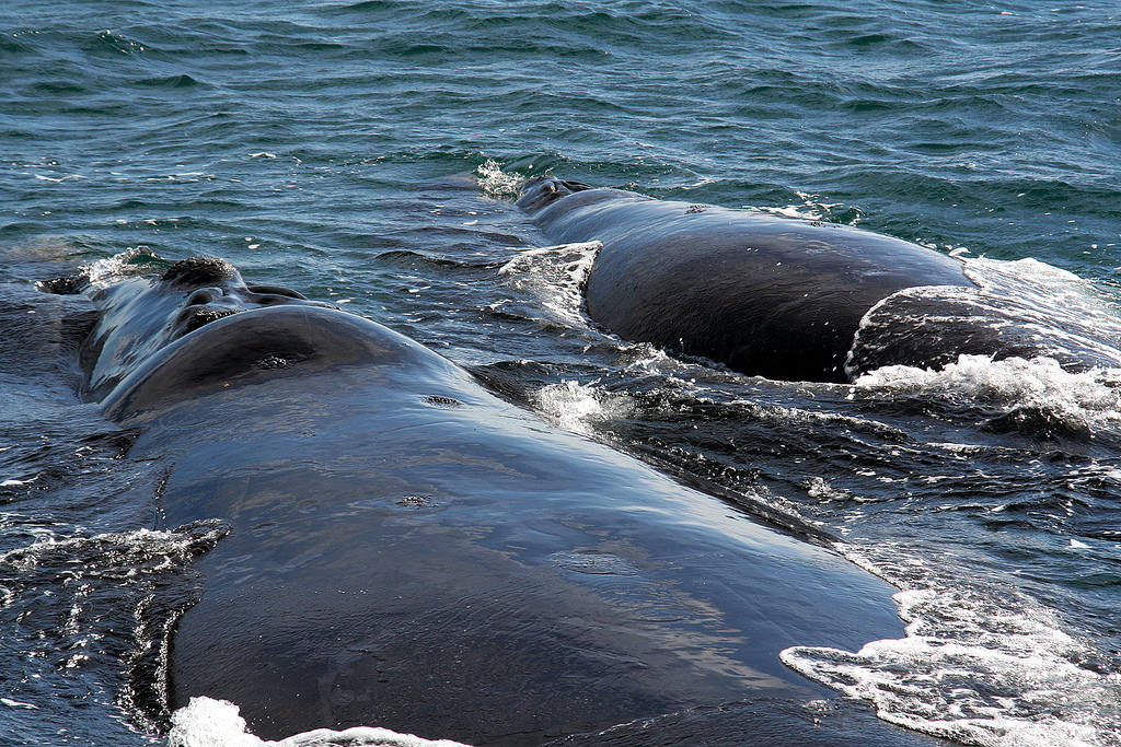 6.- Avistamiento de ballenas en Península Valdés (Argentina) | Cientos de ballenas francas australes llegan cada año, entre junio y diciembre, a este recóndito lugar del litoral de Argentina, en Patagonia, para cumplir con su ciclo reproductivo. Este territorio está declarado Patrimonio de la Humanidad. 