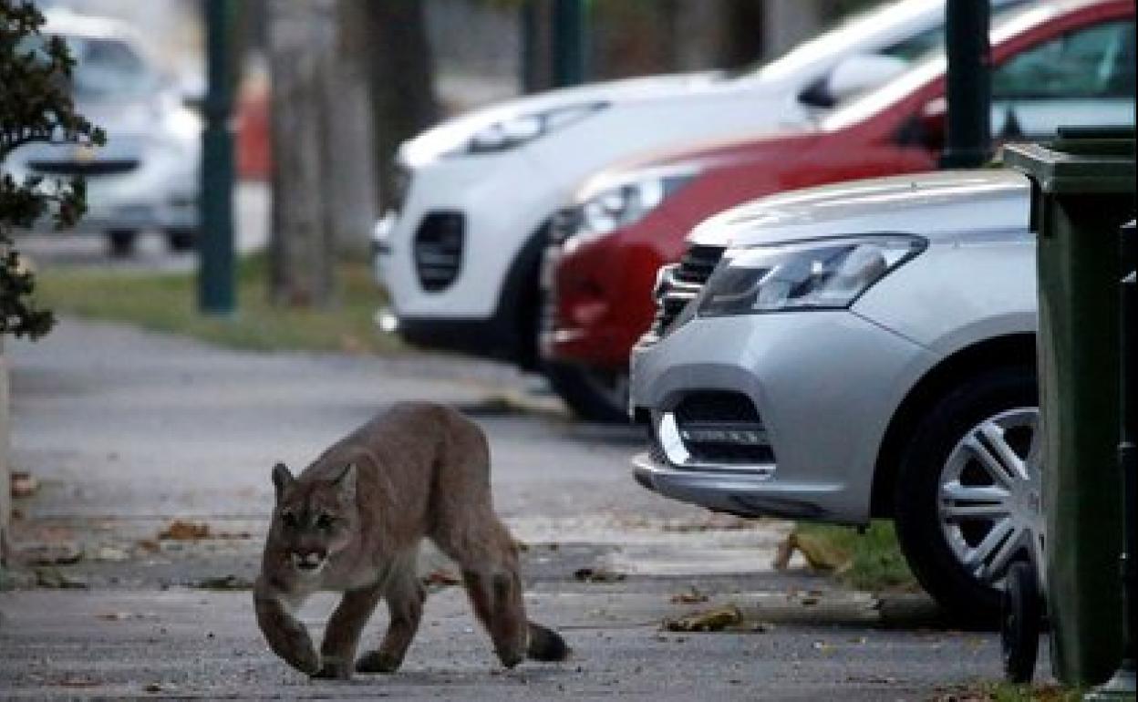 De animales y distopías