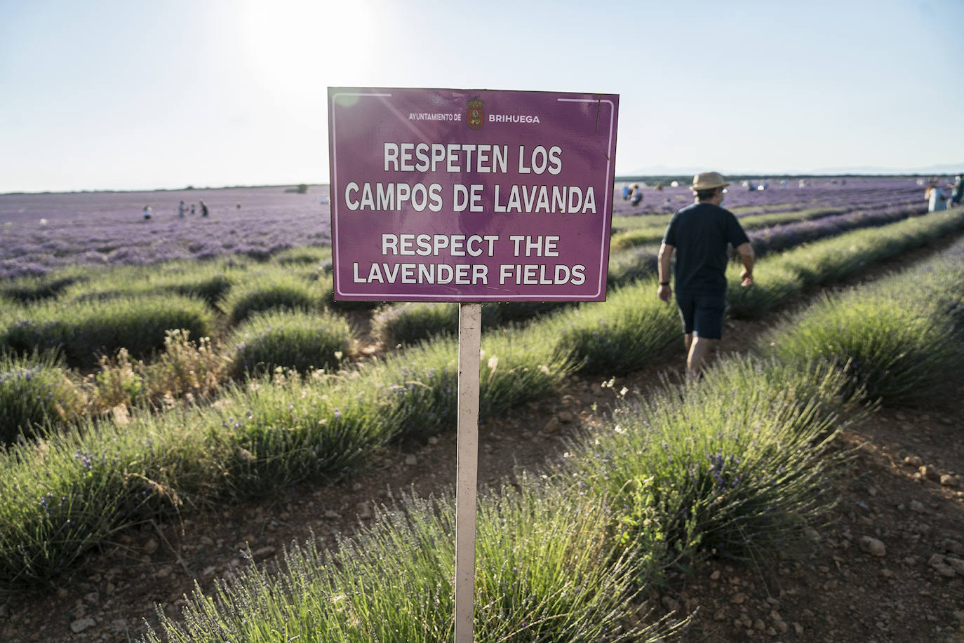 Fotos: Un paseo por los campos de lavanda