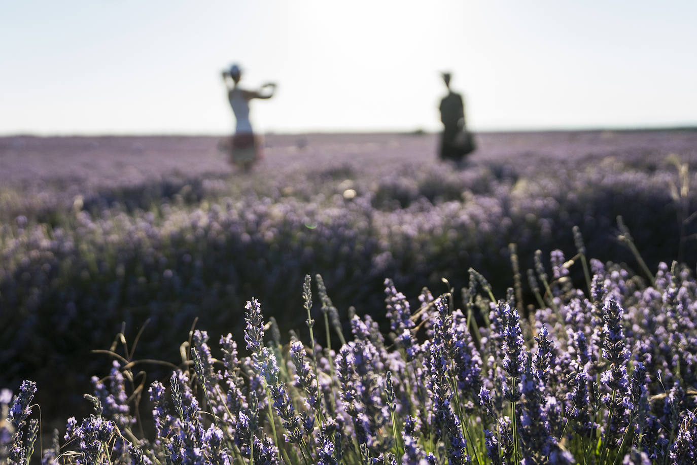 Fotos: Un paseo por los campos de lavanda