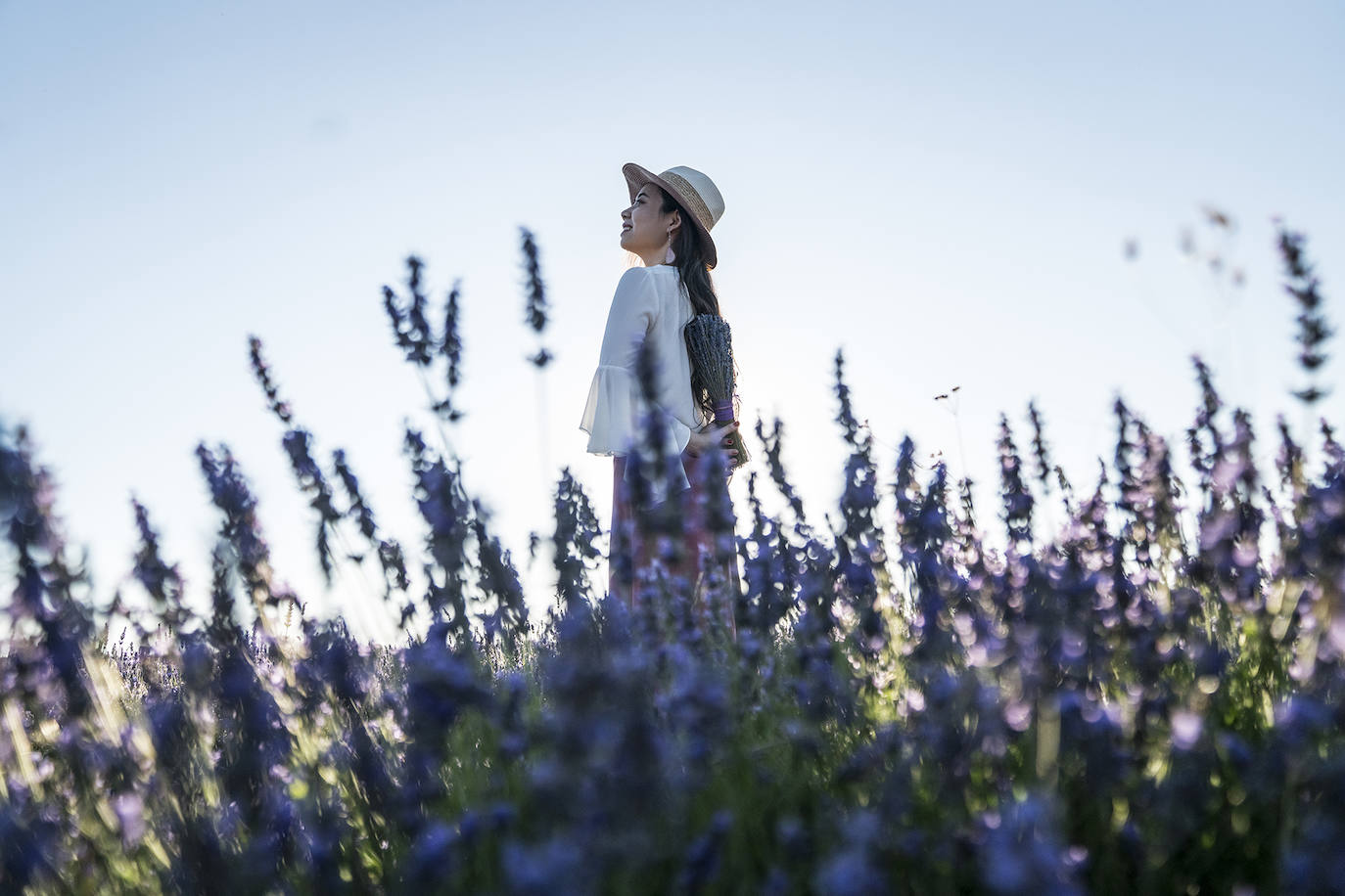 Fotos: Un paseo por los campos de lavanda