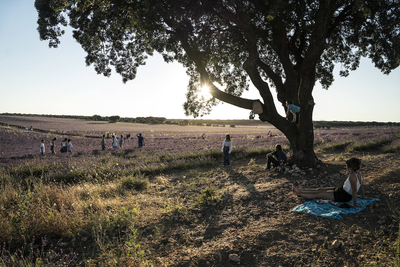 Fotos: Un paseo por los campos de lavanda