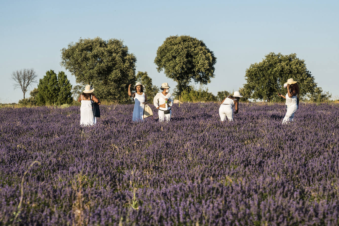 Fotos: Un paseo por los campos de lavanda