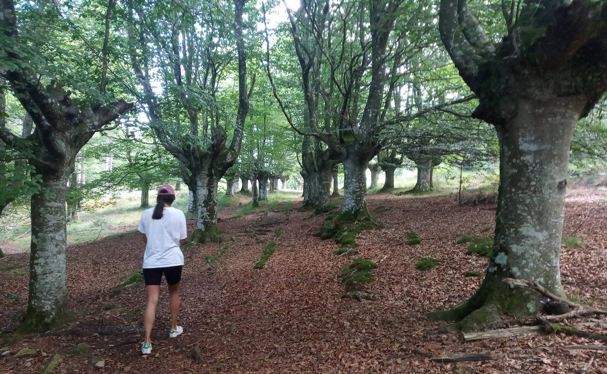 La calzada de Mekoleta remonta un precioso hayedo trasmocho.