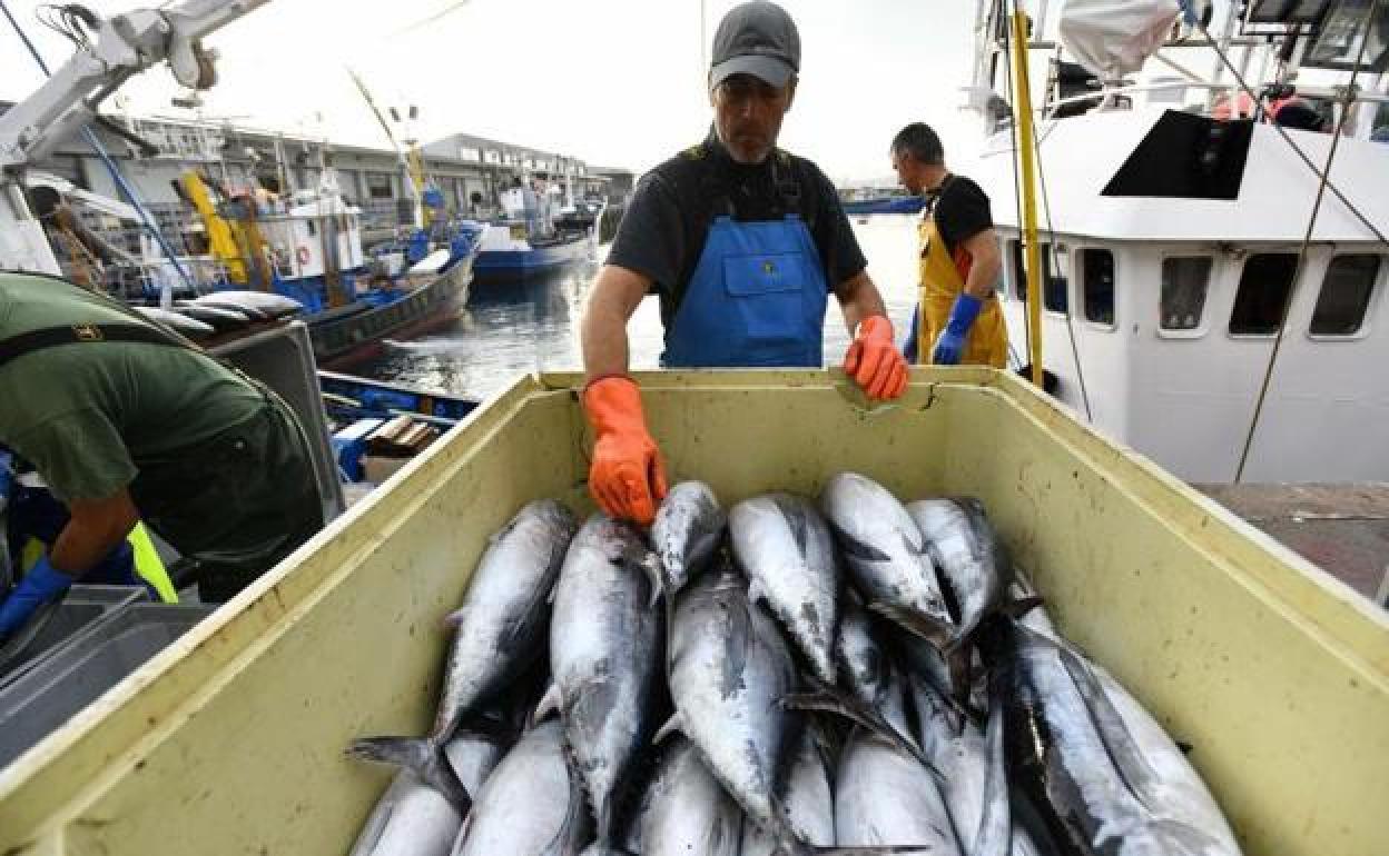 La flota vasca estima unas capturas de cerca de 5 millones de kilos de bonito