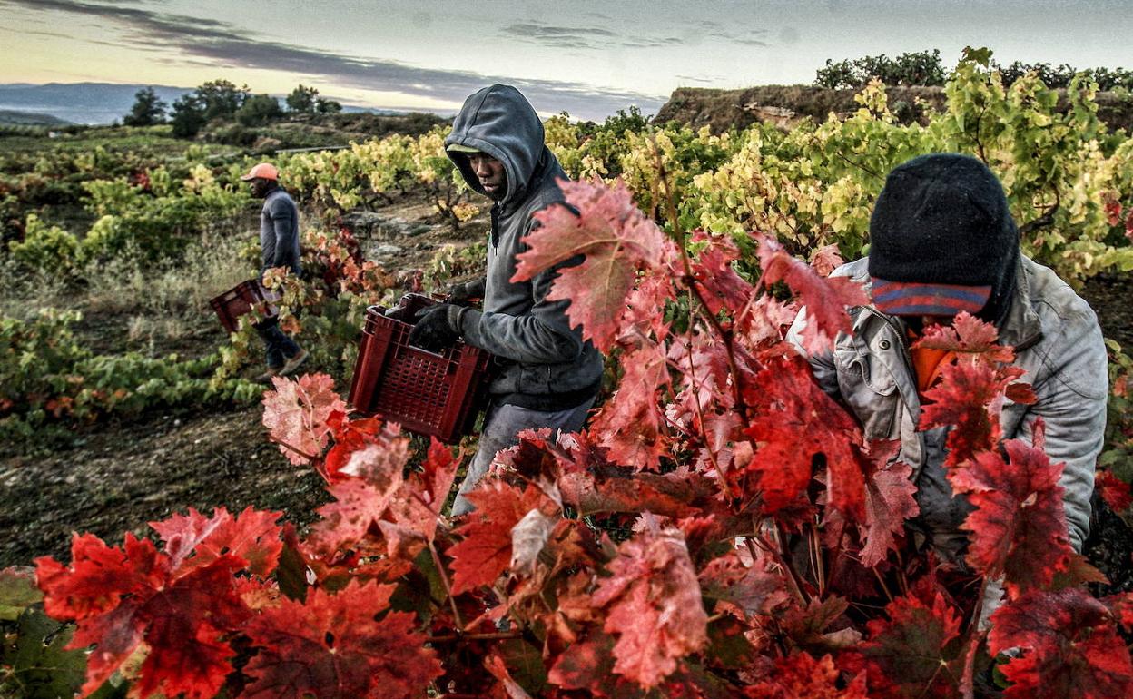 Temporeros trabajan en el campo en una campaña de la uva anterior. 