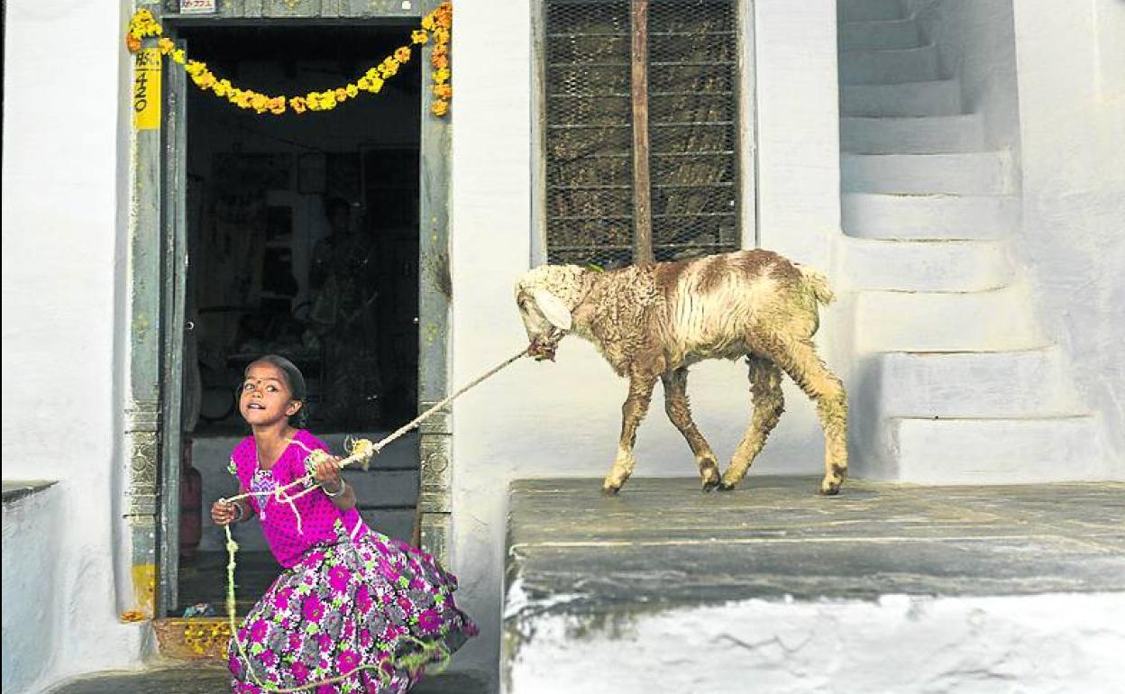 Una niña juega con un cordero en Bukaraya Samudram.