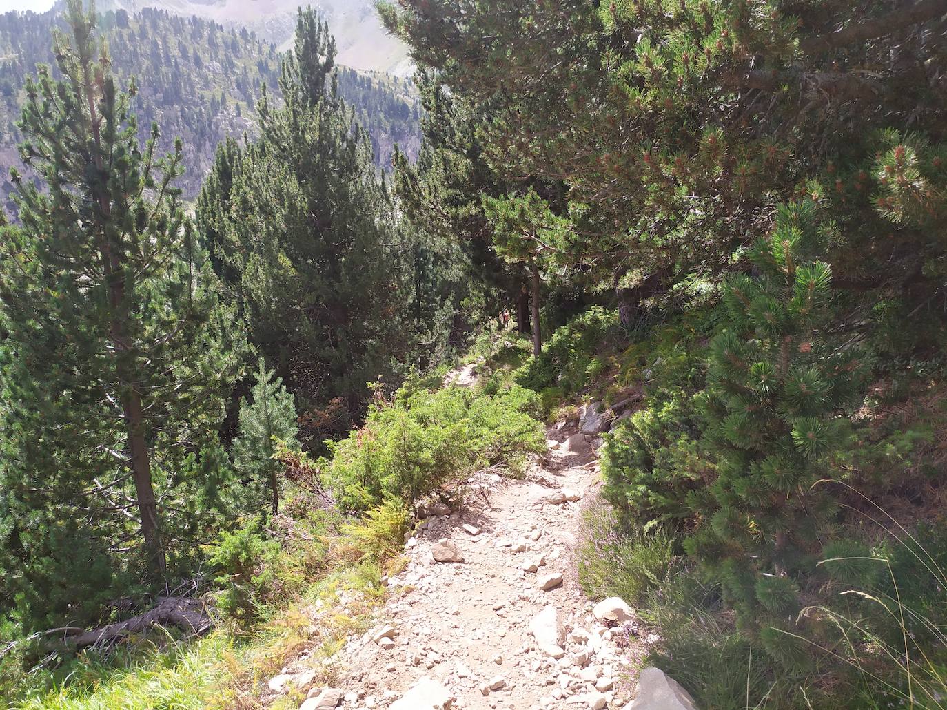 El primer tramo de la ascensión recorre un bonito bosque.