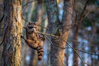 Fotos: Las fotos más simpáticas de animales, a concurso