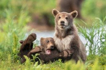 Fotos: Las fotos más simpáticas de animales, a concurso