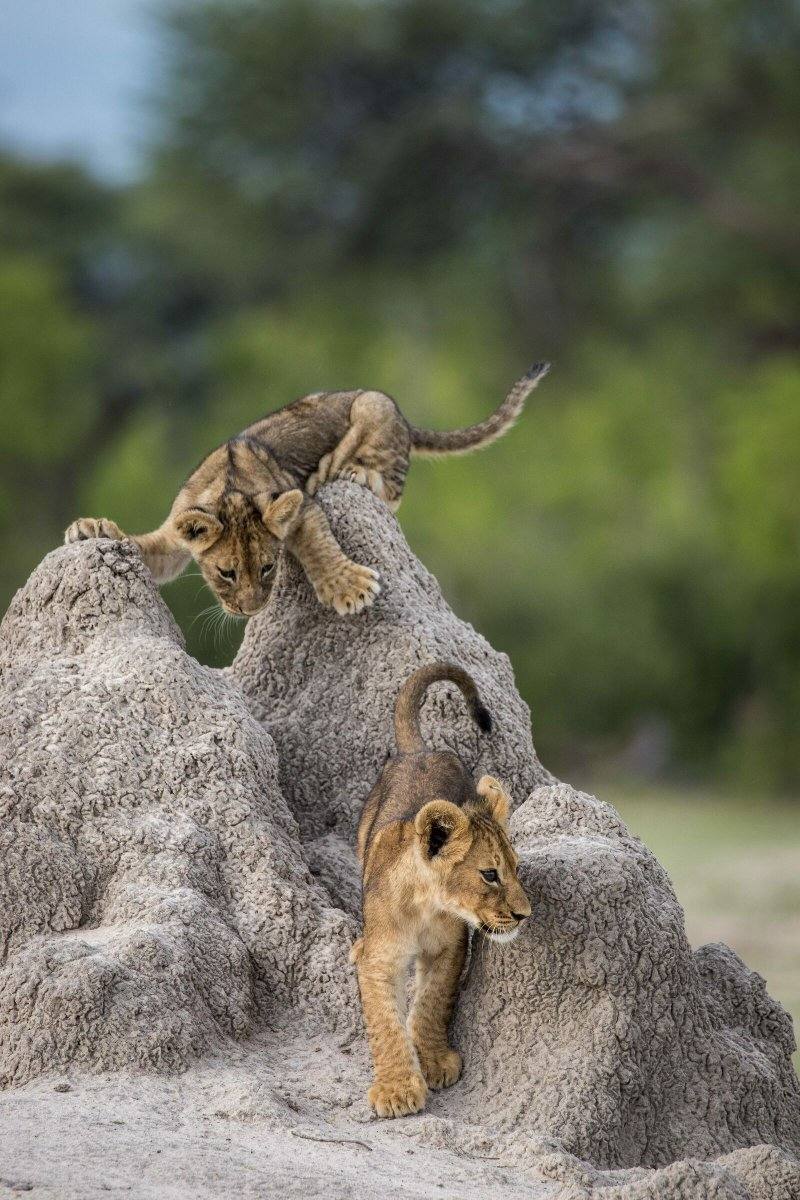 Fotos: Las fotos más simpáticas de animales, a concurso