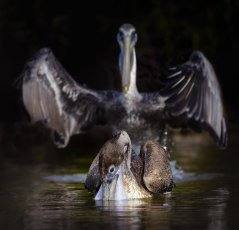 Fotos: Las fotos más simpáticas de animales, a concurso