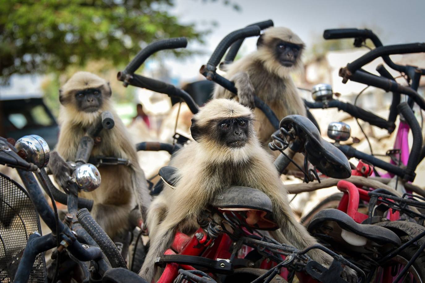 Fotos: Las fotos más simpáticas de animales, a concurso