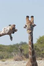 Fotos: Las fotos más simpáticas de animales, a concurso