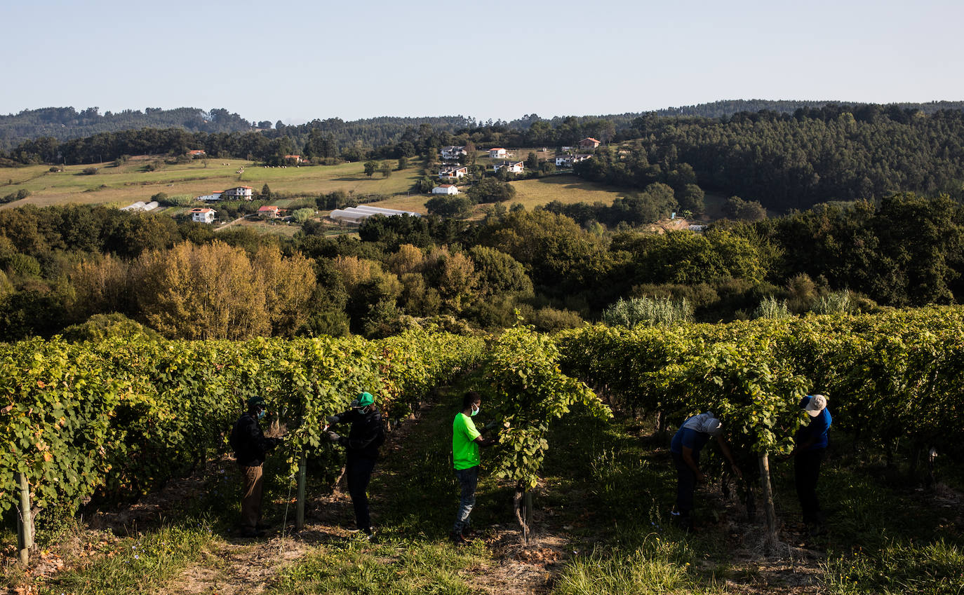 Fotos: La vendimia en Bizkaia se adapta al coronavirus