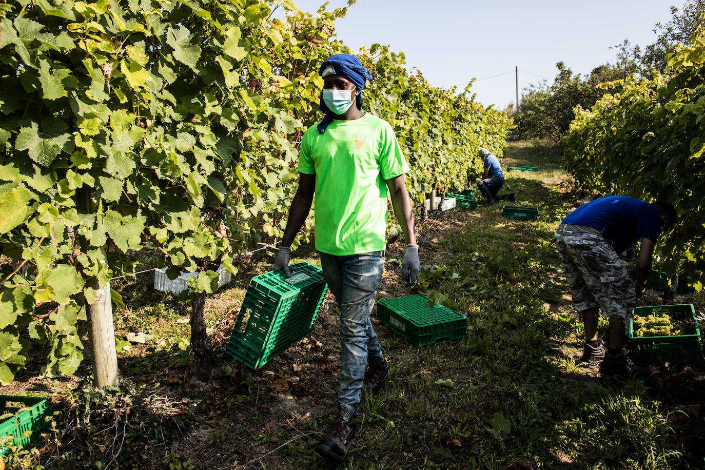 Fotos: La vendimia en Bizkaia se adapta al coronavirus