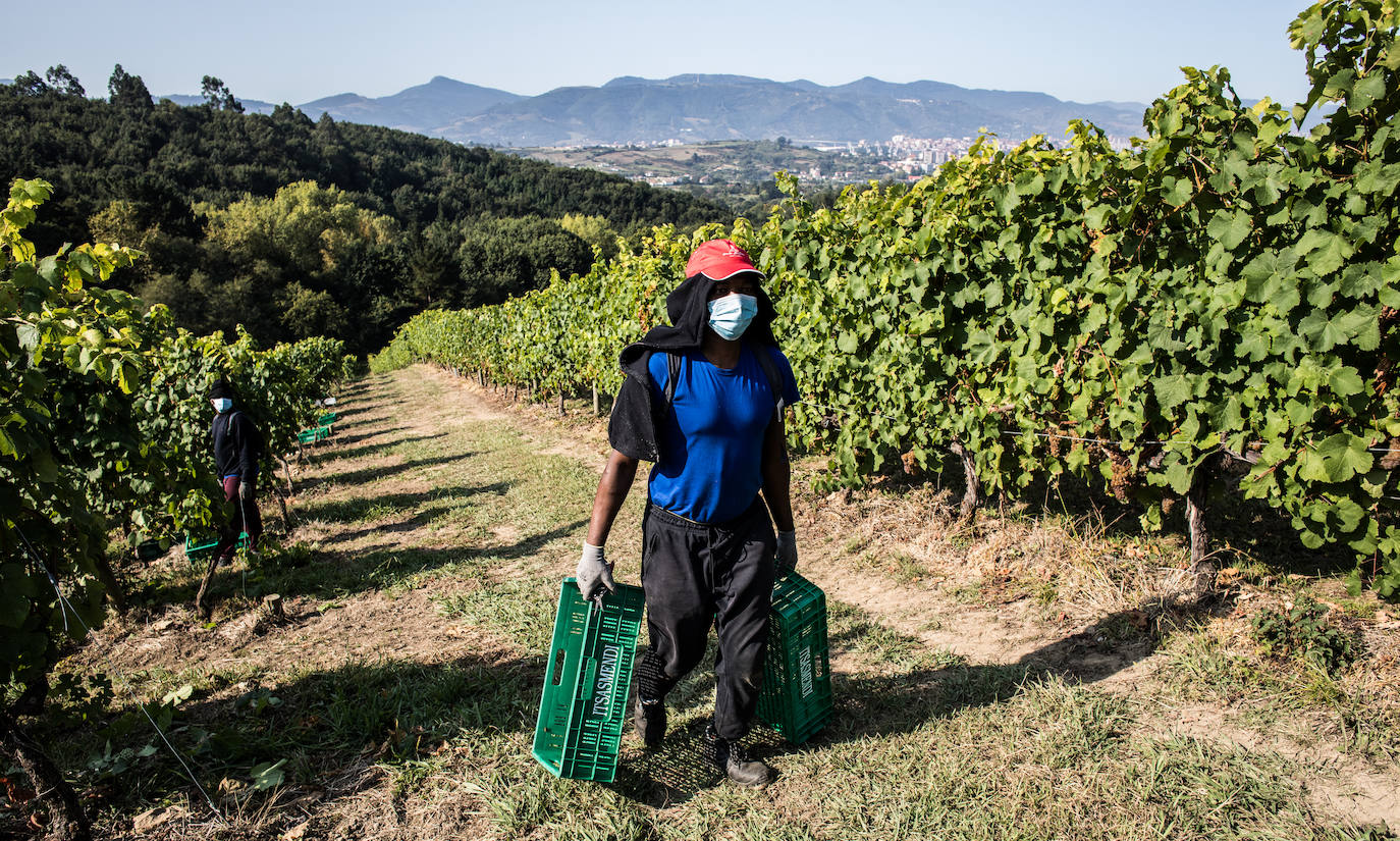 Fotos: La vendimia en Bizkaia se adapta al coronavirus