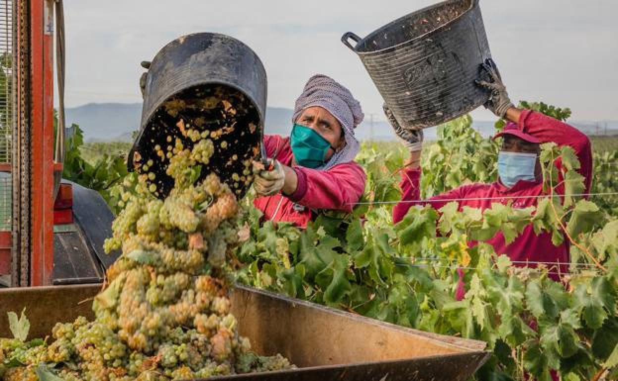 Una cuadrilla de temporeros de Pakistán recoge uva blanca viura en los viñedos que Bodegas Faustino tiene en Oion.