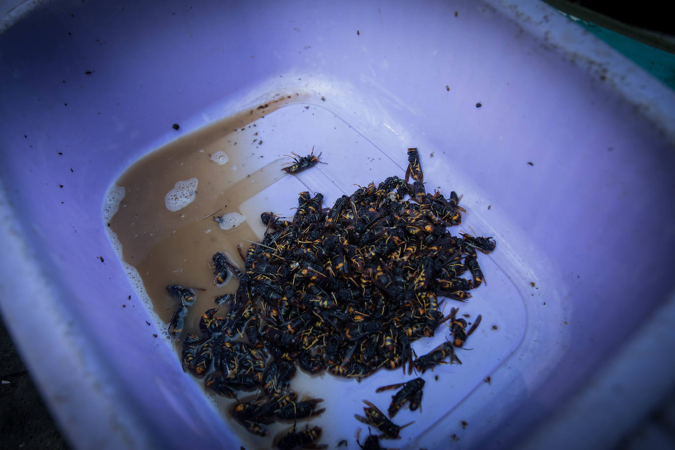 Fernando Arango ya ha cazado 19.000 ejemplares con su invento.