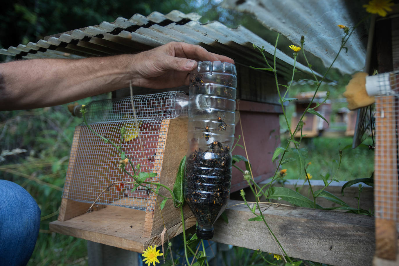 Fernando Arango ya ha cazado 19.000 ejemplares con su invento.