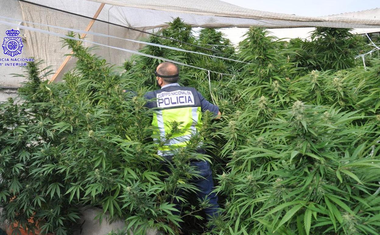 Van a robar marihuana y los encañonan y fotografían desnudos