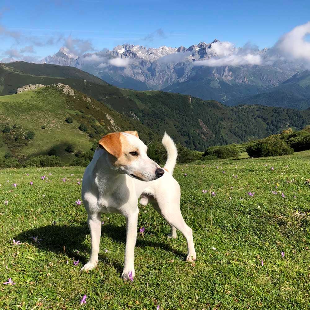 En 2018, desde el Collado de Llesba, vistas únicas a los Picos de Europa.