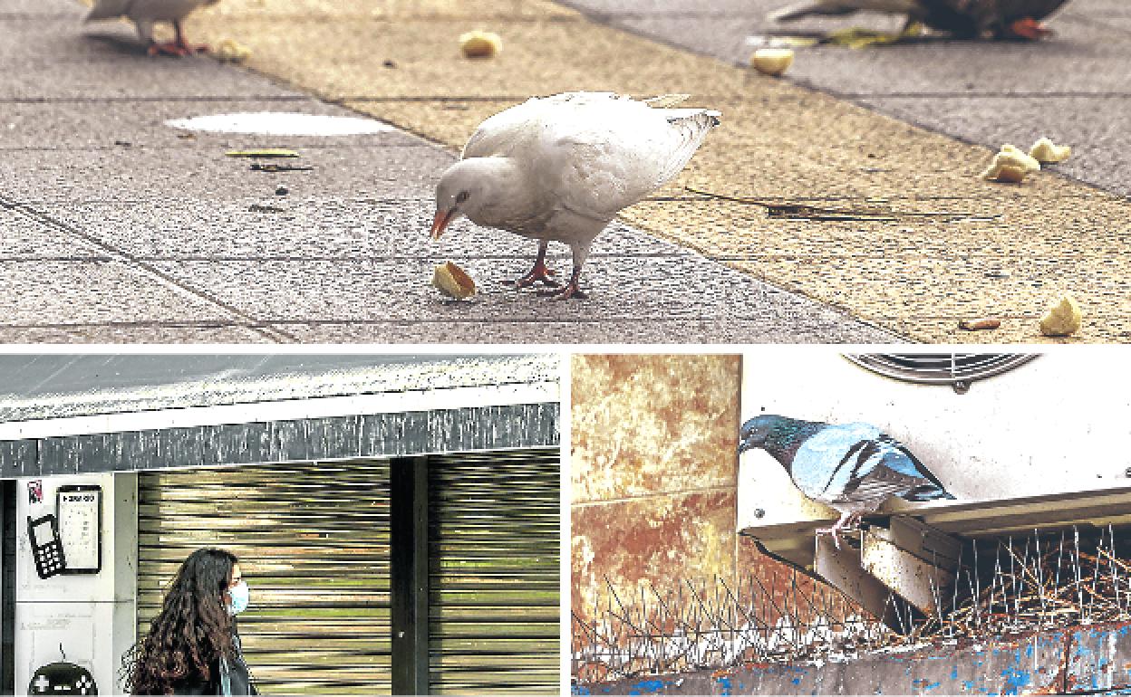 Una plaga de palomas enfrenta a comunidades de vecinos de Lakua