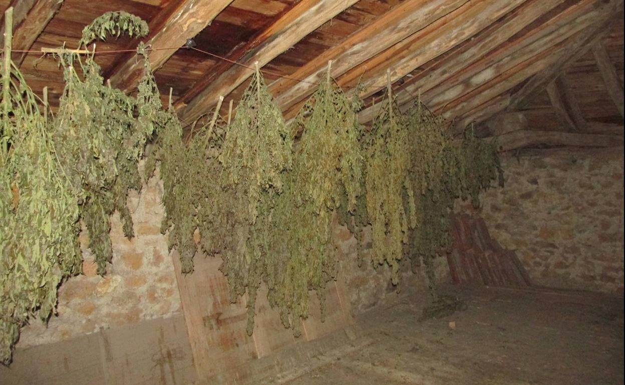 Encuentran cien plantas de marihuana en un secadero de Sopuerta