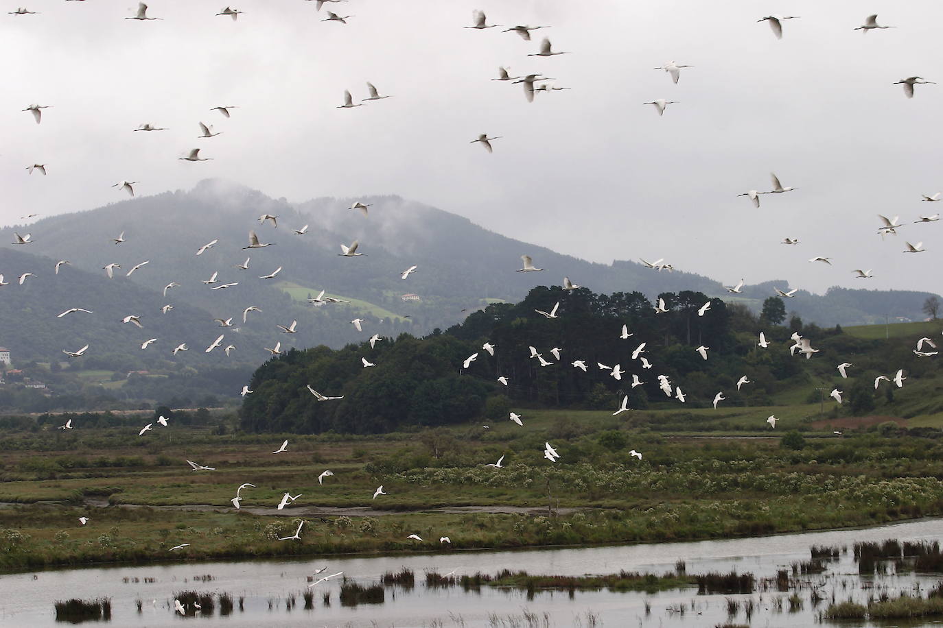 Una bandada de espátulas sobrevuela una marisma de Urdaibai cerca de Gautegiz Arteaga.
