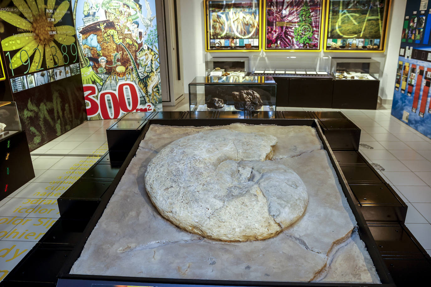 Un ammonites gigante procedente de la localidad alavesa de Oteo. Sobre él, dos meteoritos: un Gibeon y un Campo de Cielo.