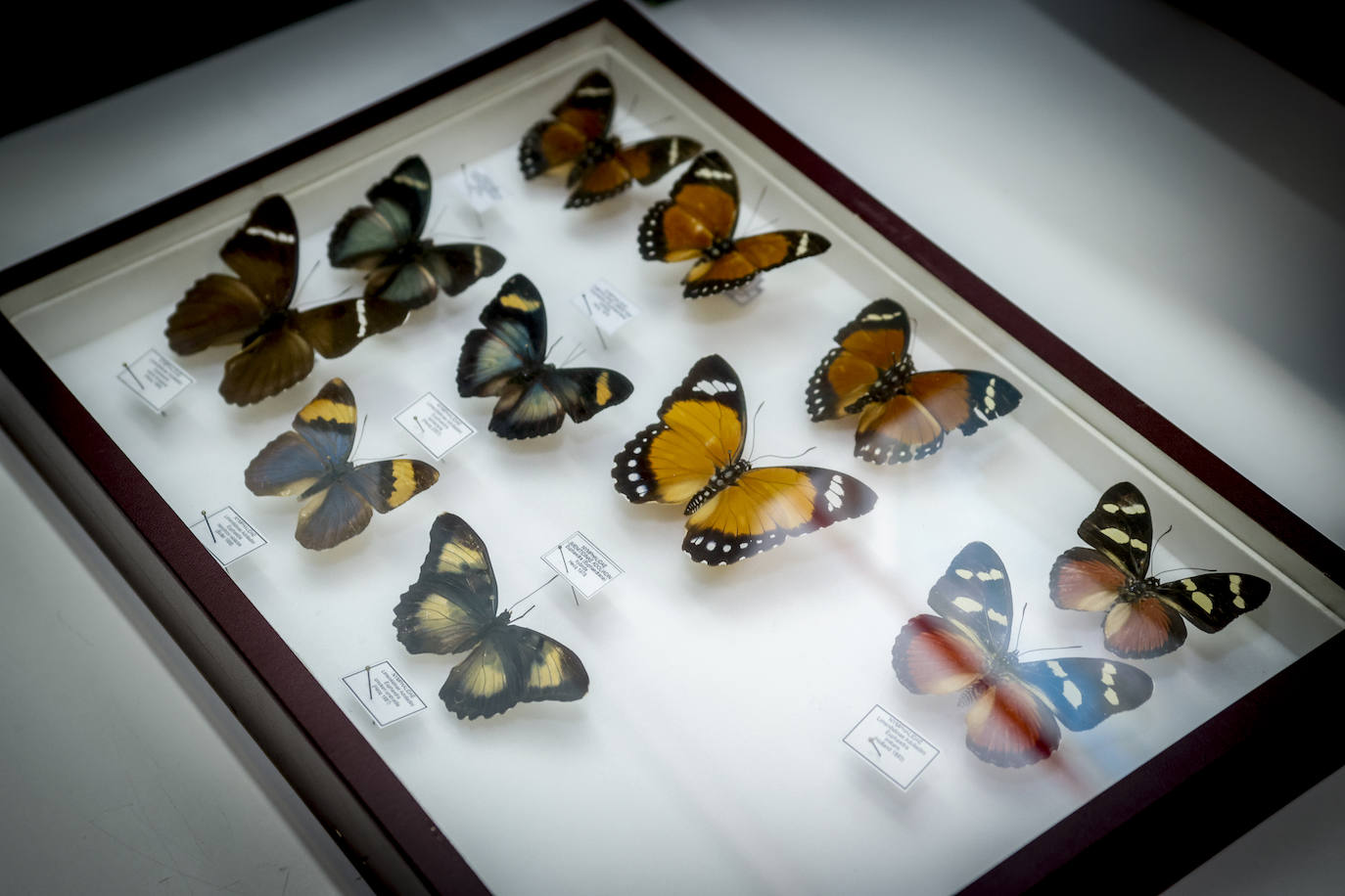 Lepidópteros, en el laboratorio de entomología.