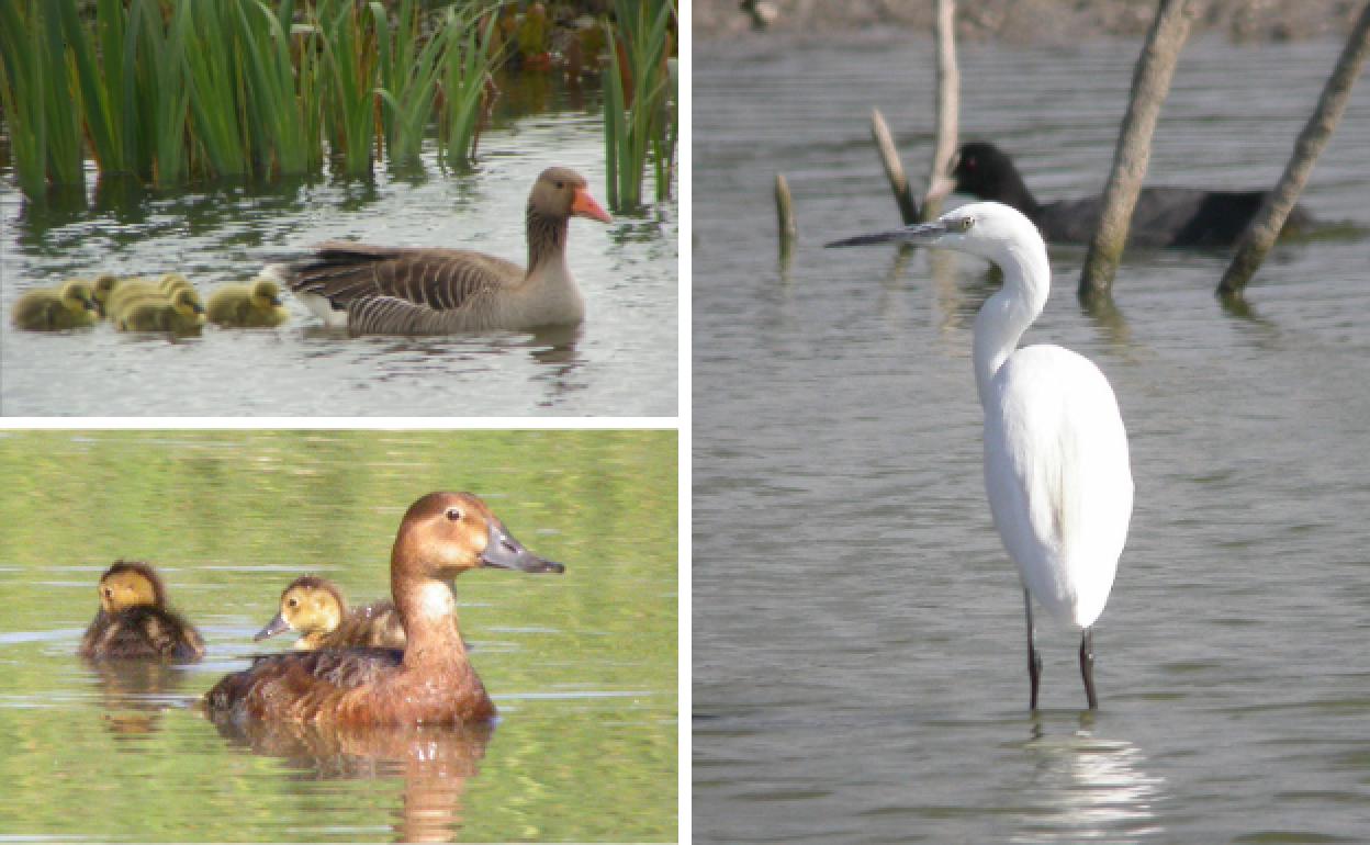 Arriba, familia de patos comunes; abajo, porrón europeo; y a la derecha, garceta común. 