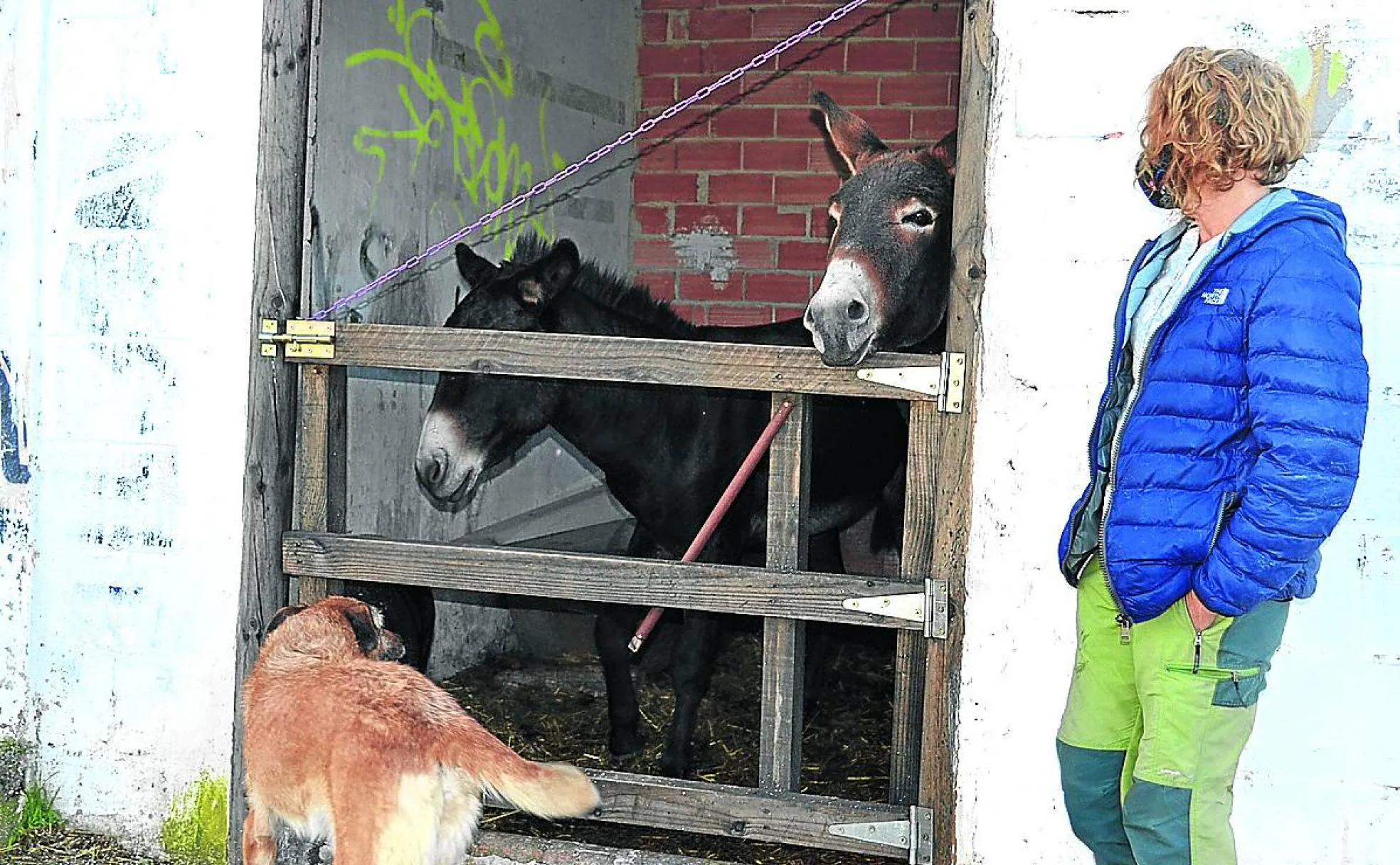 María Martín, con uno de los perros acogidos, hace una visita a los burros Zipi y Zape. 