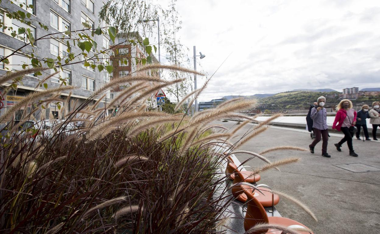 Planta invasora en BIlbao