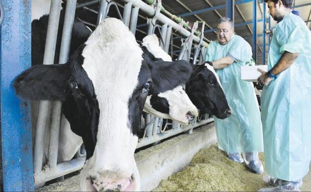 Bizkaia vacunará a su cabaña bovina y ovina por un foco de lengua azul en Gipuzkoa