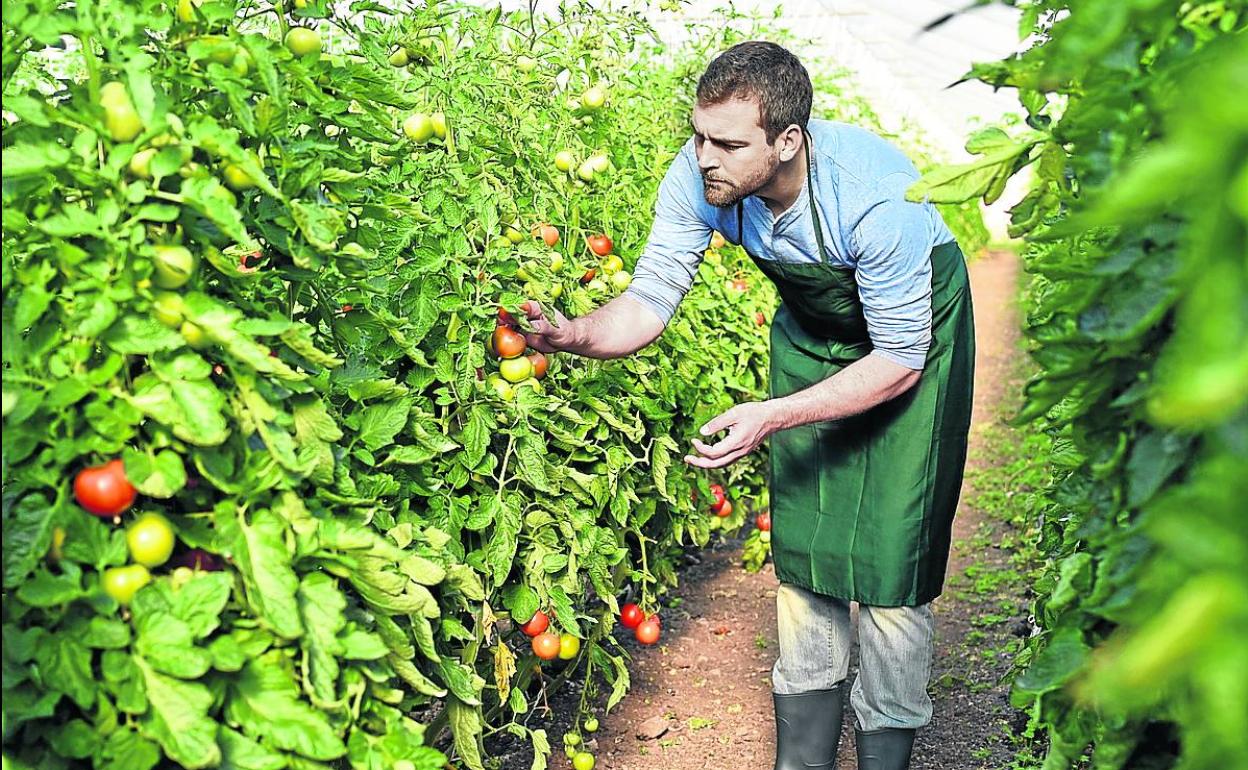 Una inversión de 36 millones y 156 empleos para cultivar tomates en Valdegovía