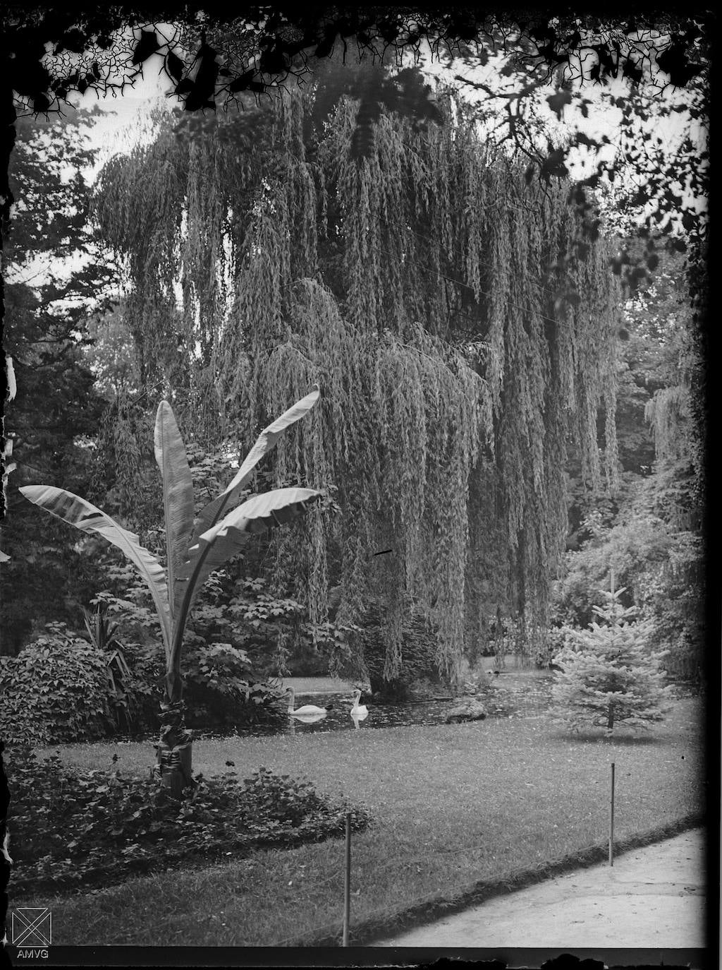 Jardines y estanque con cisnes en el parque de La Florida. Hacia 1925