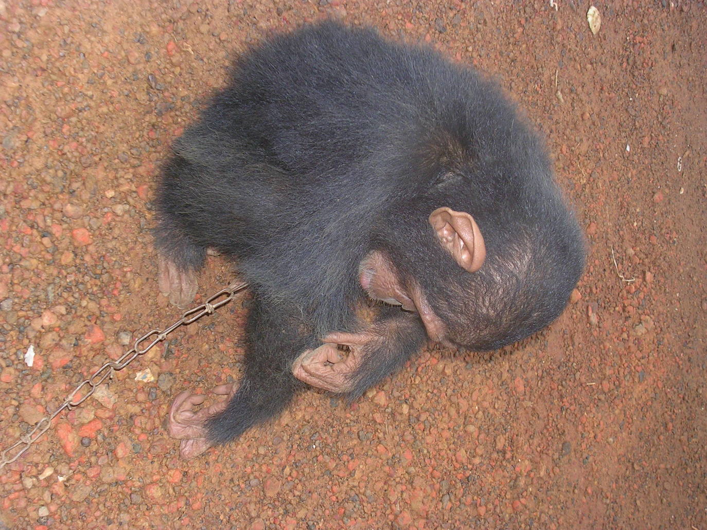 Garitano ha denunciado la caza furtiva del gorila, el chimpancé y el elefante de selva.