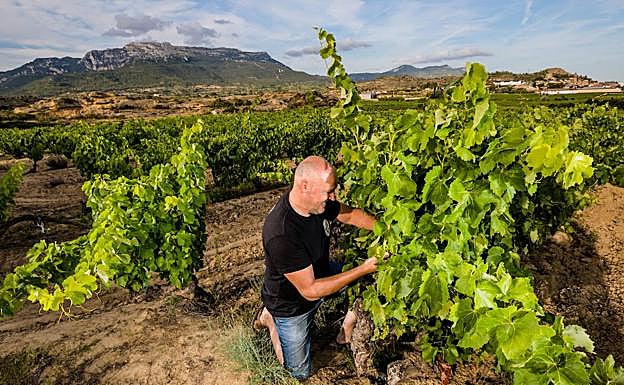 Ignacio Gil, de la bodega SYC de Mitarte, en su viñedo singular de Labastida. 