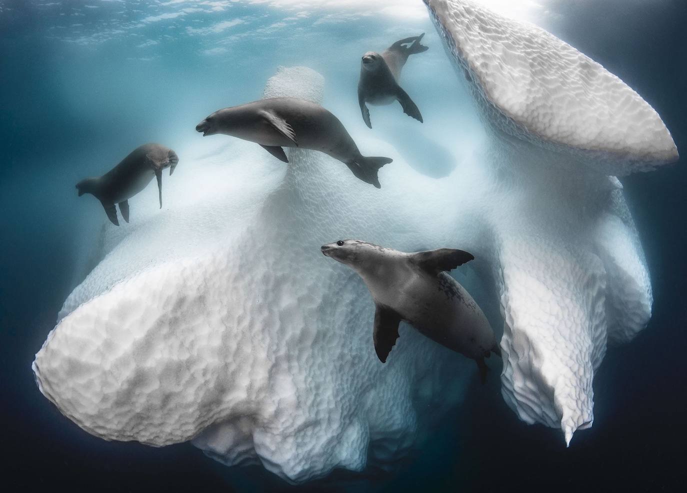 Buffet Berg : Ganador de la vida acuática. El fotógrafo francés Greg Lecouer desafió las gélidas aguas para captar este raro vistazo de la vida debajo del hielo antártico, donde se encontró con una tripulación de focas cangrejeras (Lobodon carcinophaga). Torpes y laboriosas en tierra, las focas cangrejeras son nadadores elegantes y ágiles que pasan toda su vida en la zona de hielo que rodea el continente helado. Impulsados ​​por las corrientes polares, los icebergs se desprenden de los glaciares continentales y transportan minerales y nutrientes de la tierra al océano. Una vez en el mar, los icebergs se derriten lentamente, liberando nutrientes críticos a su paso y proporcionando a las focas alimento y refugio.