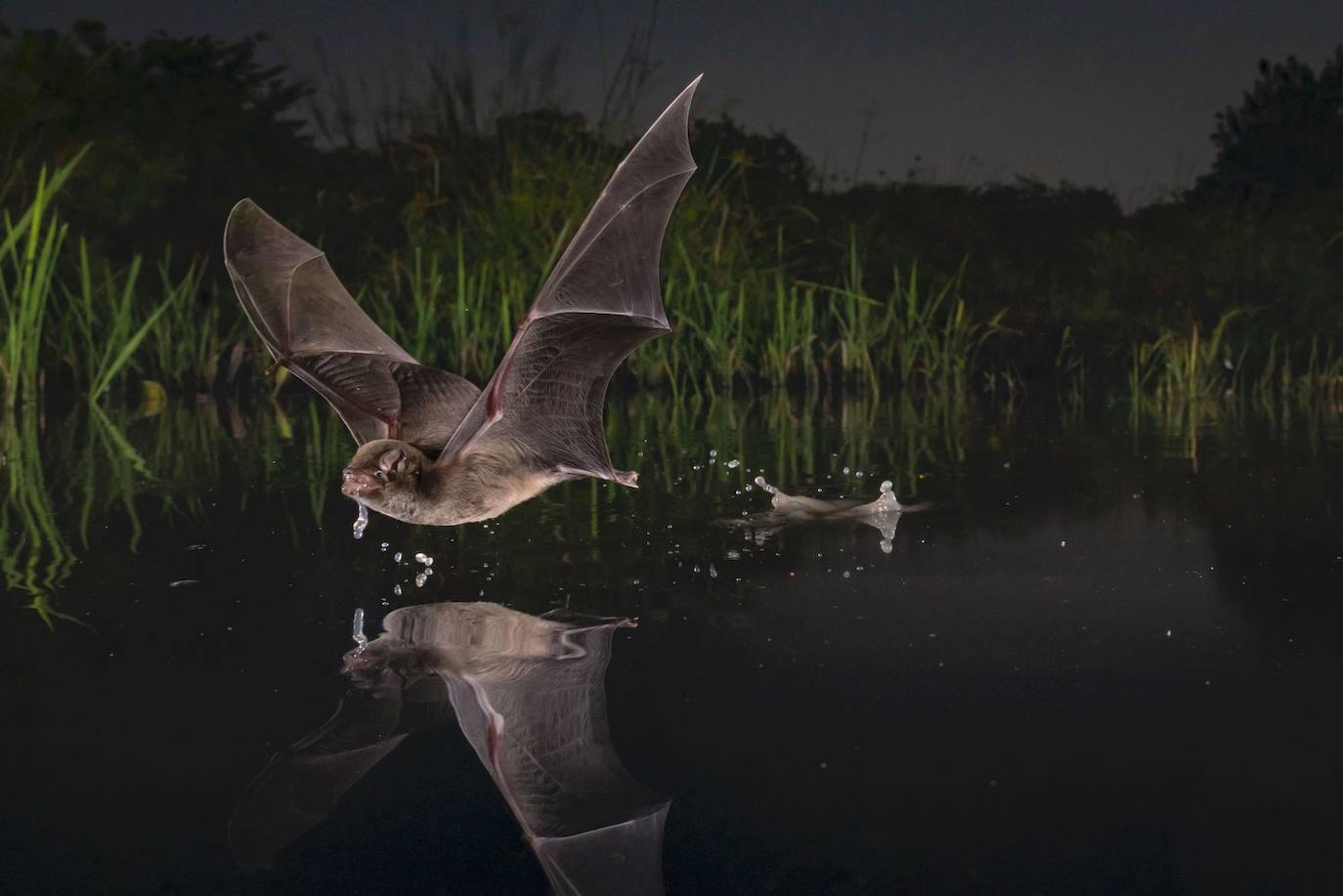 Pond skim : Winged Life Winner. En el Parque Nacional Gorongosa, en el extremo sur del Gran Valle del Rift de África, el agua respira con las estaciones. Los lagos y ríos que se desbordan durante los meses de invierno se reducen a charcos y goteos en verano. Para muchas especies, incluido el murciélago de dedos largos de Mozambique (Miniopterus mossambicus), la estación seca significa viajes más largos para tomar un trago de agua que tanto necesita