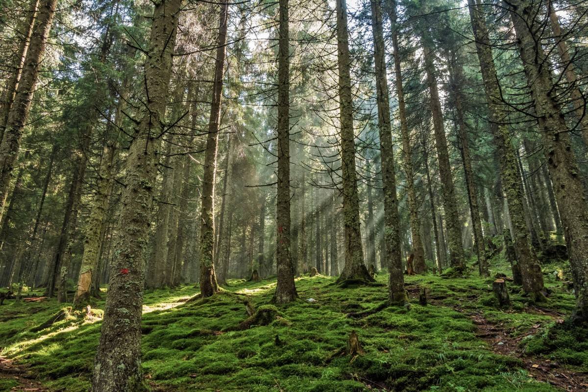 Transilvania cuenta con la leyenda de Drácula y también con la que envuelve a este misterioso bosque, donde hay gente que afirma haber visto ovnis, sombras siniestras e incluso sufrir extrañas quemaduras.