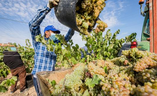 Un trabajador descarga uva en un viñedo de Rioja Alavesa en septiembre pasado.