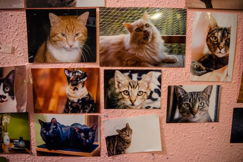 Fotos: La esperanza de los gatos sin hogar